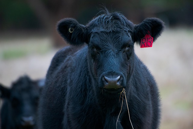 cow, cattle, animal, bovine, nature, beef, black angus, livestock, mammal, farm, rural, agriculture, countryside, farm animal