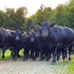 •	Peste 100 de vaci și tauri Black Angus – crescute cu grijă, în ritm natural, libere pe pășunile din jurul cabanei.