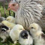 Găini și cocoși – care ne vestesc dimineața și oferă ouă proaspete.