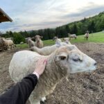 •	Oi pufoase și blânde  – care adoră să fie mângâiate și hrănite.