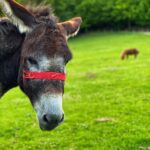 Un măgăruș curios și un ponei blând, preferații copiilor care vin la plimbare sau doar la o mângâiere.