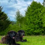 •	Căței jucăuși și pisici alintate, mereu gata de companie și distracție.